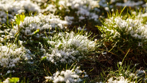Tutup Dari Bunga Rumput Dengan Salju — Stok Foto