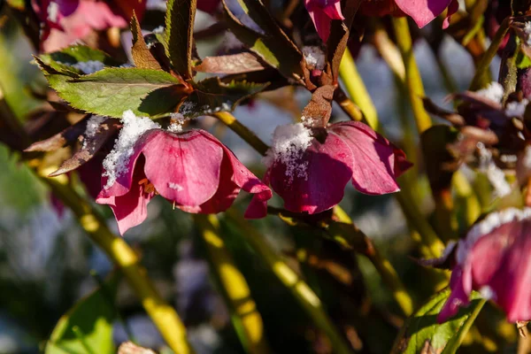 Schöne Rosa Helleborusblüten Park — Stockfoto