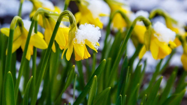 Floraison Fleurs Jaunes Dans Jardin Printemps Dans Nature — Photo