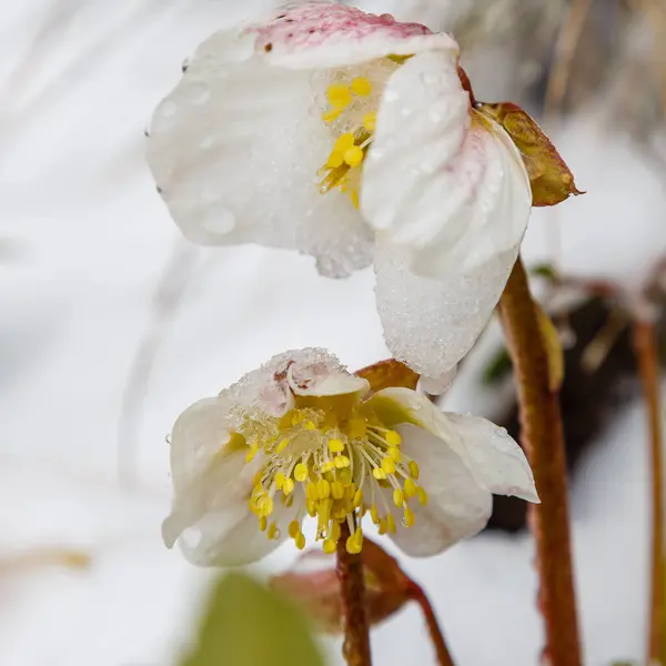 Vackra Vita Helleborus Blommor Parken — Stockfoto