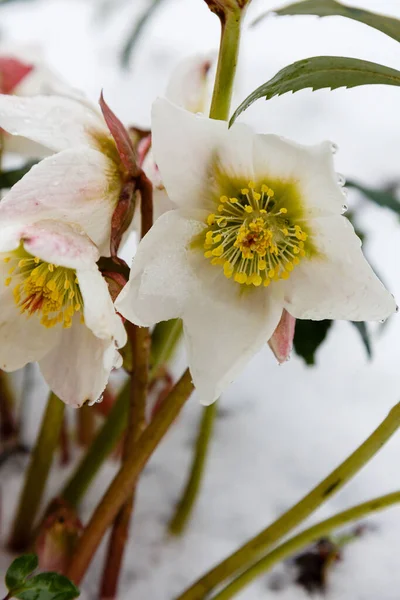 公園内の美しい白いヘレボロスの花 — ストック写真