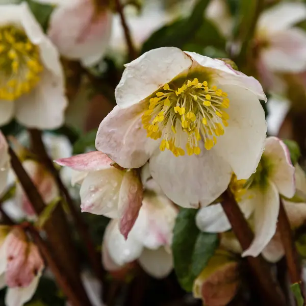 Parktaki Güzel Beyaz Helleborus Çiçekleri — Stok fotoğraf