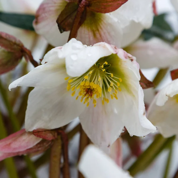 公園内の美しい白いヘレボロスの花 — ストック写真