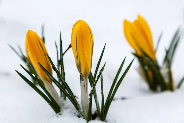 Gelbe Krokusblüten Auf Dem Verschneiten Feld — Stockfoto