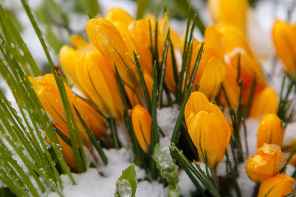 Gelbe Krokusblüten Auf Dem Verschneiten Feld — Stockfoto