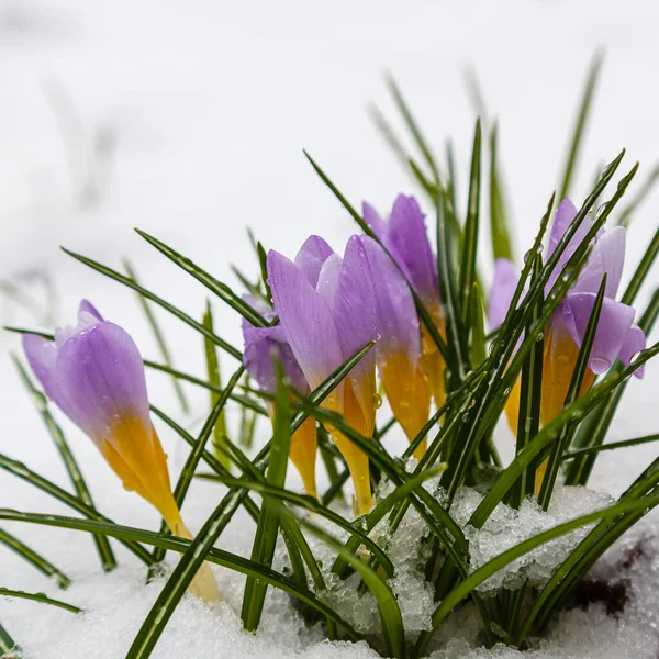 Close Blooming Crocus Flower — Stock Photo, Image