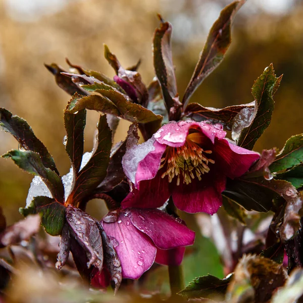 Krásné Růžové Pekelné Květiny Parku — Stock fotografie