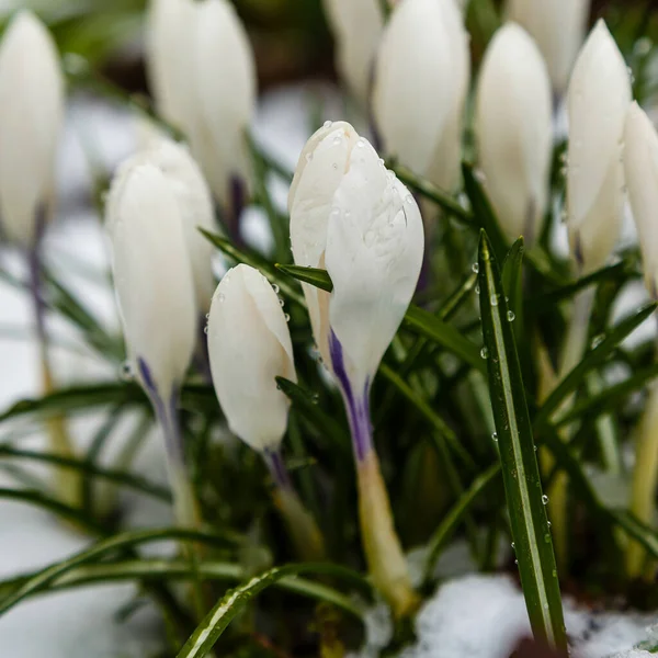 Witte Krokus Bloemen Het Voorjaarspark — Stockfoto