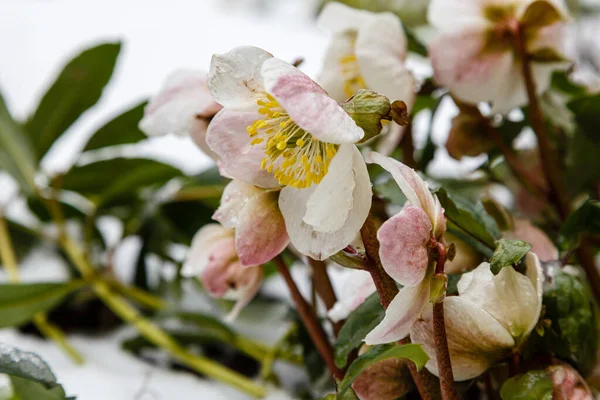 Vackra Vita Helleborus Blommor Parken — Stockfoto