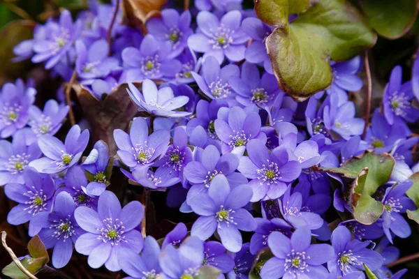 Úžasné Fialové Květy Pozadí Zelené Rostliny — Stock fotografie