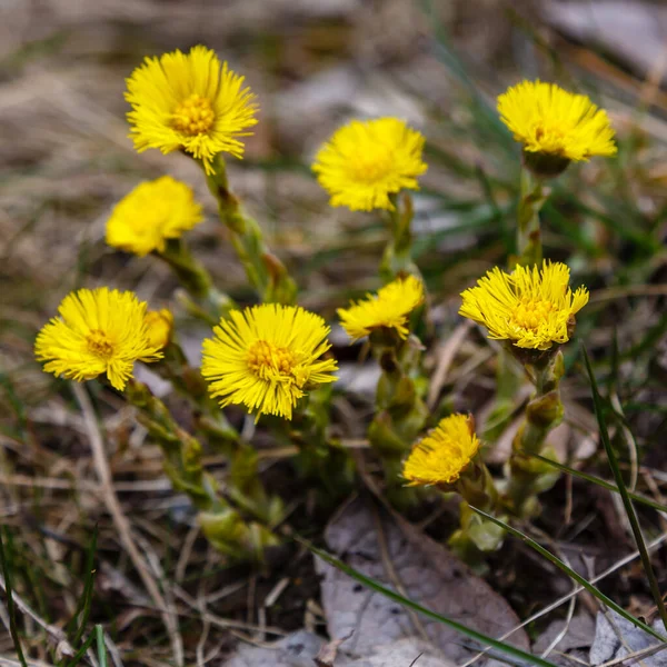 Gros Plan Des Fleurs Jaunes Dans Parc — Photo