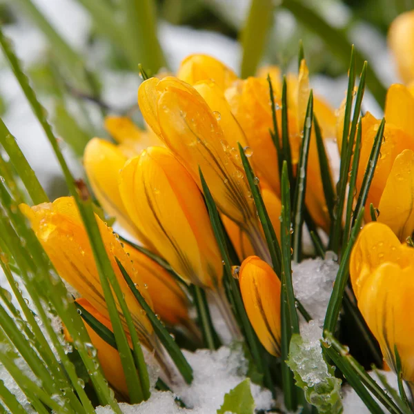 Gelbe Krokusblüten Auf Dem Verschneiten Feld — Stockfoto