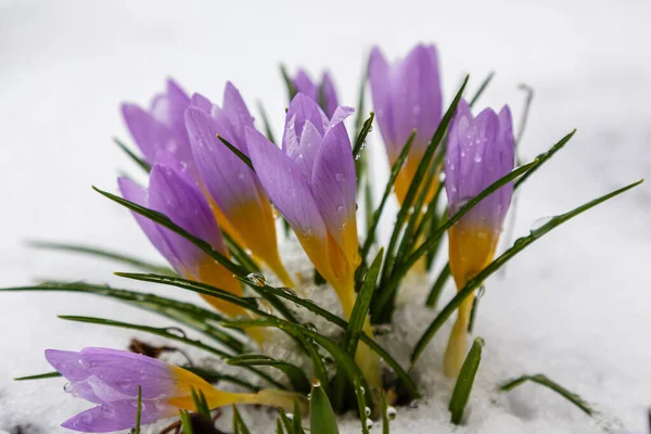 Nahaufnahme Der Blühenden Krokusblüte — Stockfoto