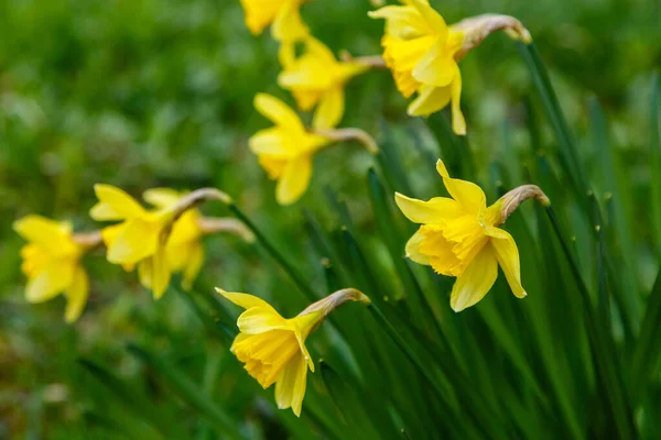 Blommar Gula Blommor Vår Trädgård Naturen — Stockfoto