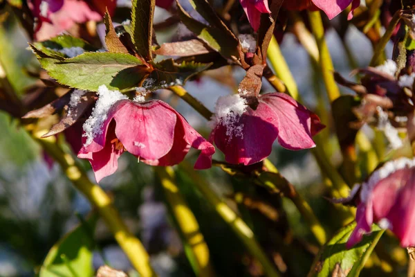 Schöne Rosa Helleborusblüten Park — Stockfoto