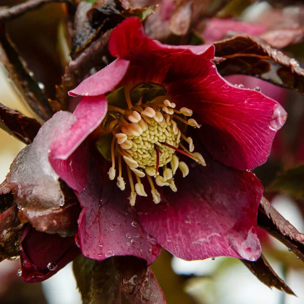 Parktaki Güzel Pembe Helleborus Çiçekleri — Stok fotoğraf