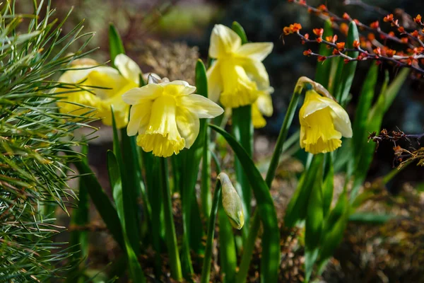 Kwitnące Żółte Kwiaty Wiosennym Ogrodzie Łonie Natury — Zdjęcie stockowe