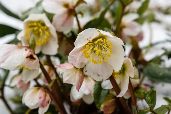 Parktaki Güzel Beyaz Helleborus Çiçekleri — Stok fotoğraf