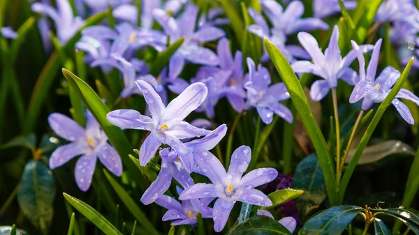 Chinodoxa Viola Fioritura Primavera Nel Parco — Foto Stock