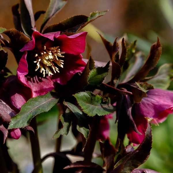 Parktaki Güzel Pembe Helleborus Çiçekleri — Stok fotoğraf