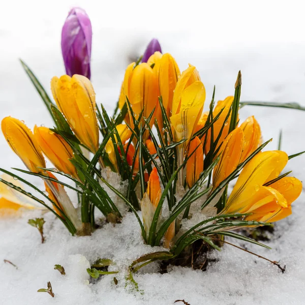 Yellow Crocus Flowers Snowy Field — Stock Photo, Image