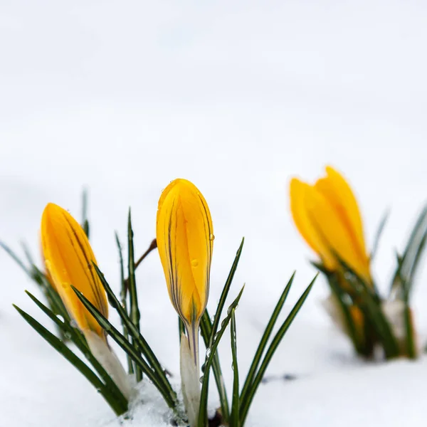 Yellow Crocus Flowers Snowy Field Stock Image