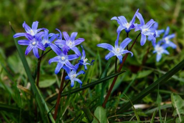 Scilla luciliae, Bossiers karın zaferi, Luciles karın zaferi