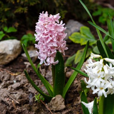 Parkta büyüyen aromatik sümbül çiçekleri