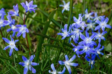 Scilla luciliae, Bossiers karın zaferi, Luciles karın zaferi