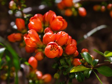Chaenomeles Japonya 'nın kırmızı çiçekleri, ağaç