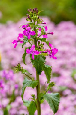 Parkta yetişen mor ay çiçekleri