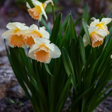 Toprakta büyüyen beyaz Narcissus çiçekleri