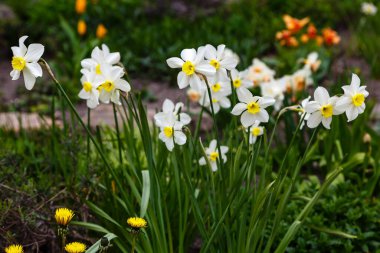Parkta büyüyen beyaz nergis çiçekleri, Narcissus çiçekleri