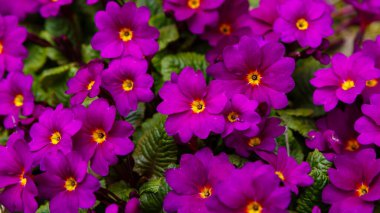 Primula çuha çiçeği tarlada mor çiçekler 