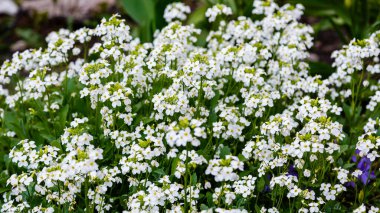 Parkta büyüyen beyaz Arap çiçekleri