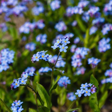 tarlada yetişen mavi Myosotis çiçekleri