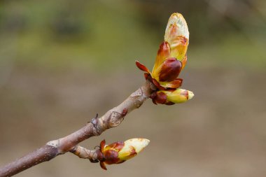 Tomurcukları olan çiçek açan kestane ağacının baharı. 