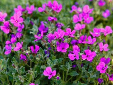  Parkta büyüyen çiçekler, mor Aubrieta