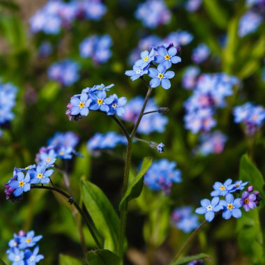 tarlada yetişen mavi Myosotis çiçekleri