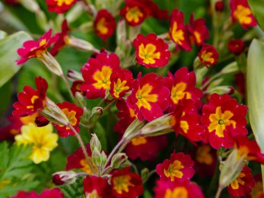 Toprakta yetişen kırmızı sarı bahar çiçekleri, Primula çiçekleri.