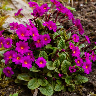 Primula çuha çiçeği tarlada mor çiçekler 