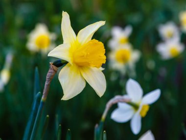 Parkta büyüyen Narcissus çiçekleri