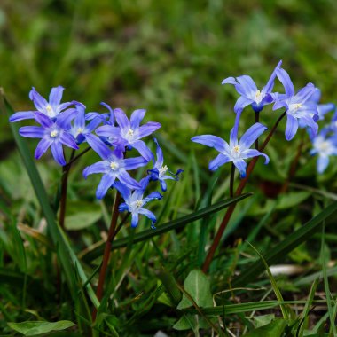 Scilla luciliae, Bossiers karın zaferi, Luciles karın zaferi
