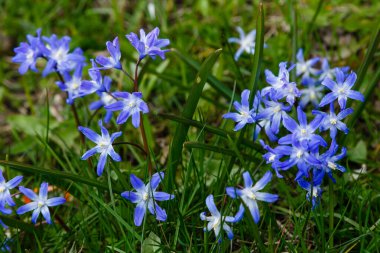 Scilla luciliae, Bossiers karın zaferi, Luciles karın zaferi