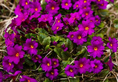 Primula çuha çiçeği tarlada mor çiçekler 