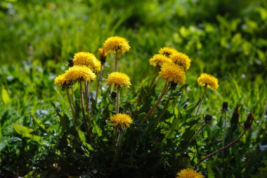 Parkta yetişen sarı tarla çiçekleri, sıradan karahindiba