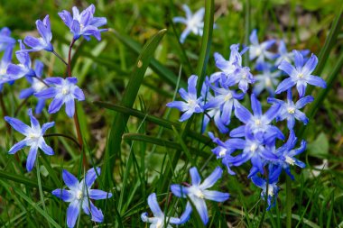 Scilla luciliae, Bossiers karın zaferi, Luciles karın zaferi