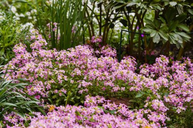 parkta yetişen mor arap çiçekleri