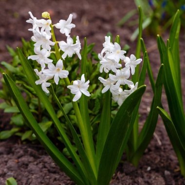 Parkta büyüyen beyaz sümbül çiçekleri
