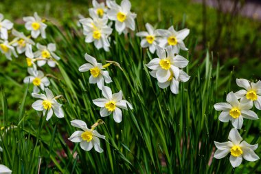 Parkta büyüyen beyaz nergis çiçekleri, Narcissus çiçekleri